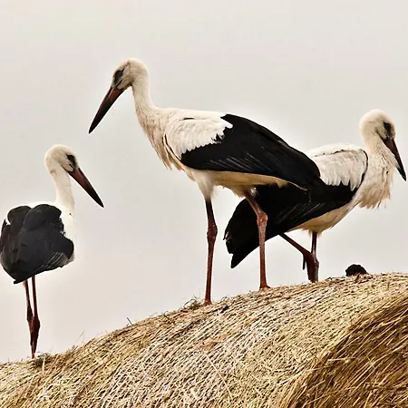 Event- Kultur & Kunst Schloss Neuenhagen Uebernachten Im Denkmal Affittacamere
