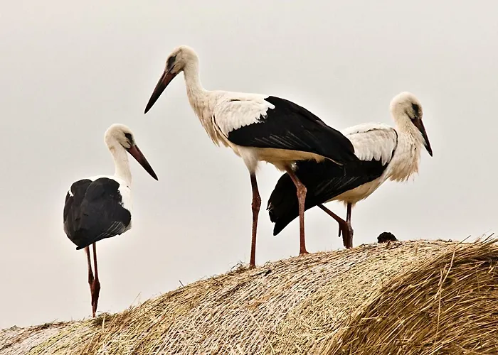 Event- Kultur & Kunst Schloss Neuenhagen Uebernachten Im Denkmal Gæstehus